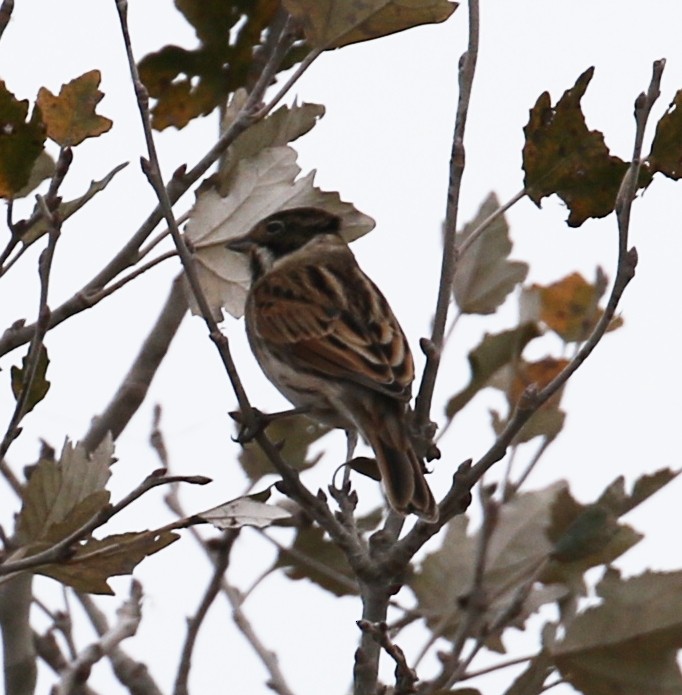 Reed Bunting - ML623071491