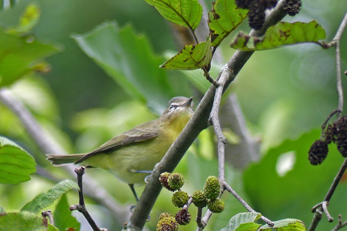 Philadelphia Vireo - ML623071603