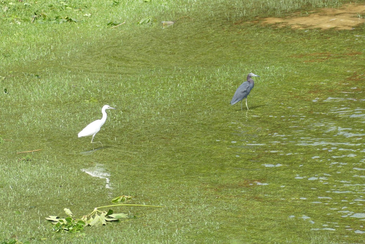 Little Blue Heron - ML623071609