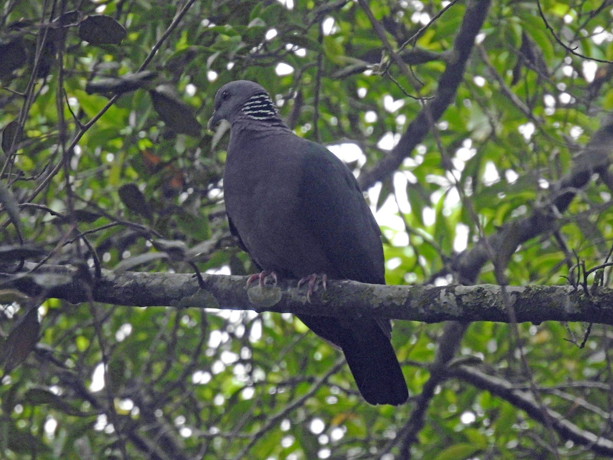 Sri Lanka Wood-Pigeon - ML623071624