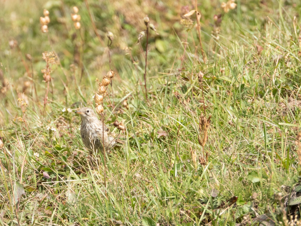Water Pipit - ML623071696