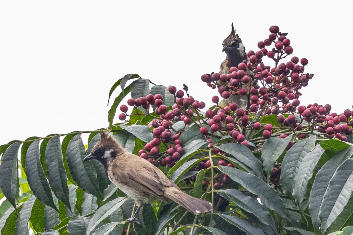 Himalayan Bulbul - ML623071717