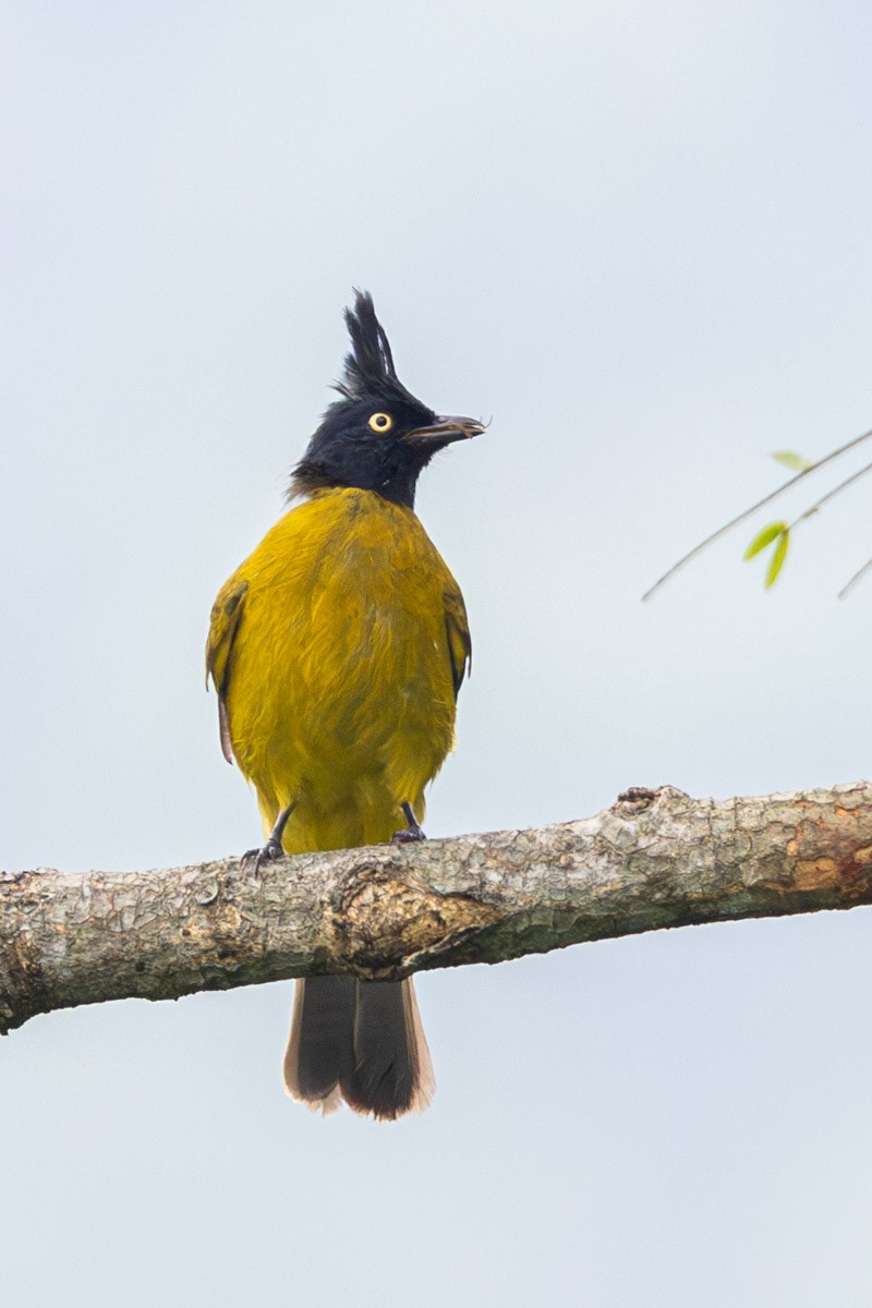 Bulbul Crestinegro - ML623071726