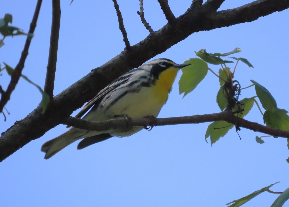 キノドアメリカムシクイ - ML623071806