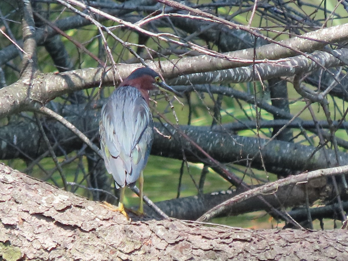アメリカササゴイ - ML623071824