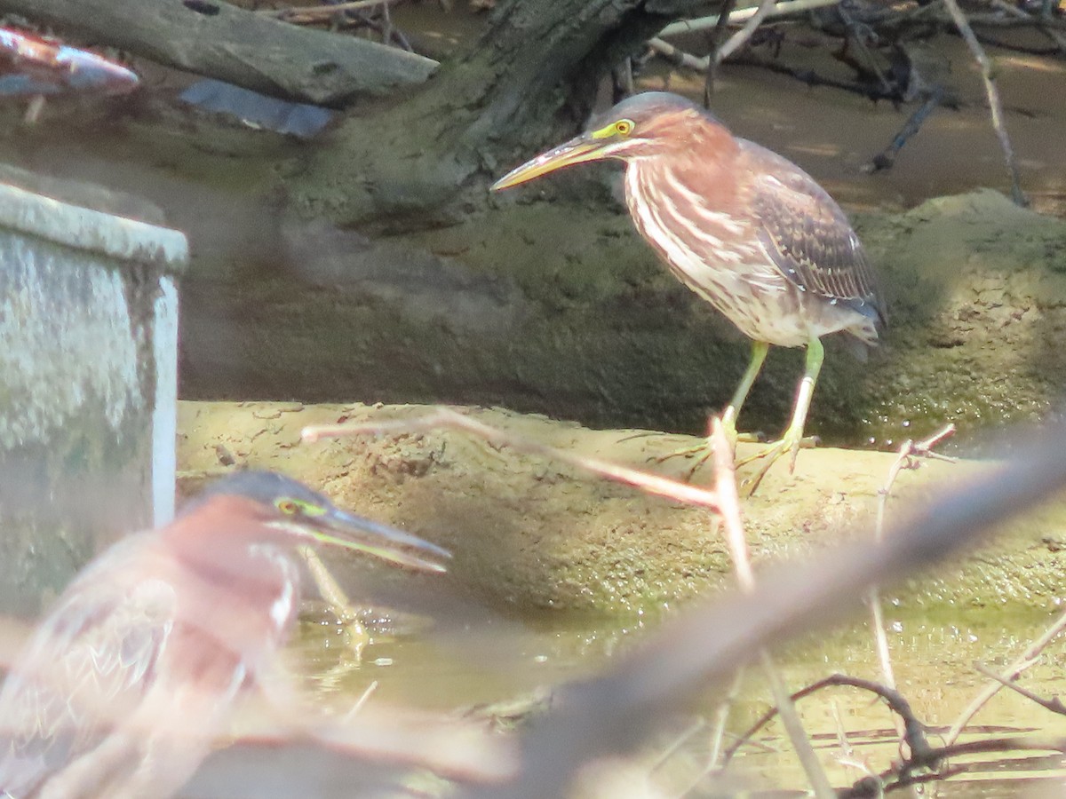 アメリカササゴイ - ML623071827