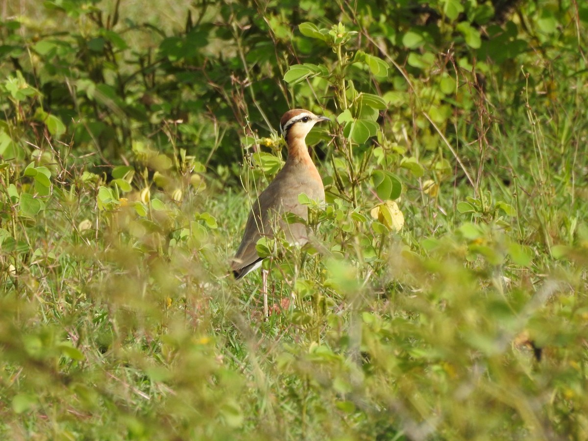 Indian Courser - RAVEESHA H N