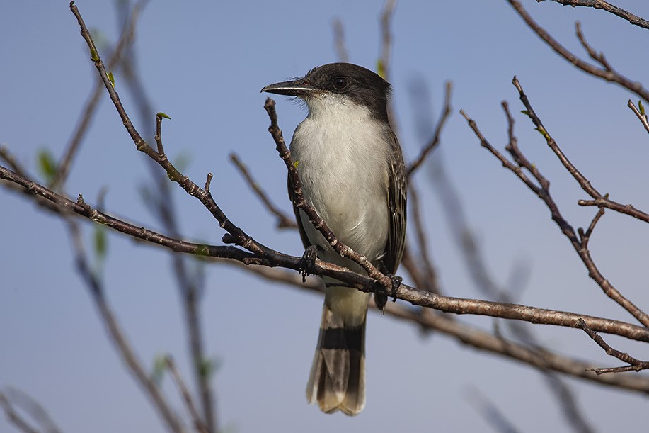 Loggerhead Kingbird (Loggerhead) - ML623071844