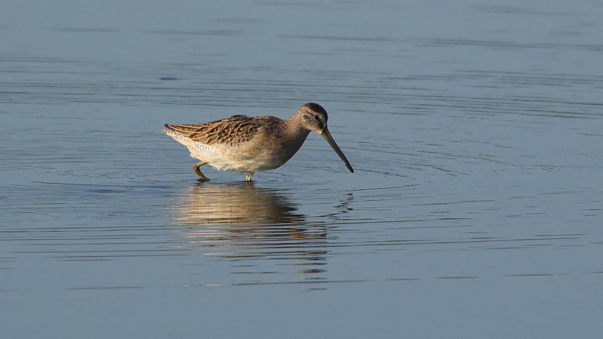 Short-billed Dowitcher - ML623071874