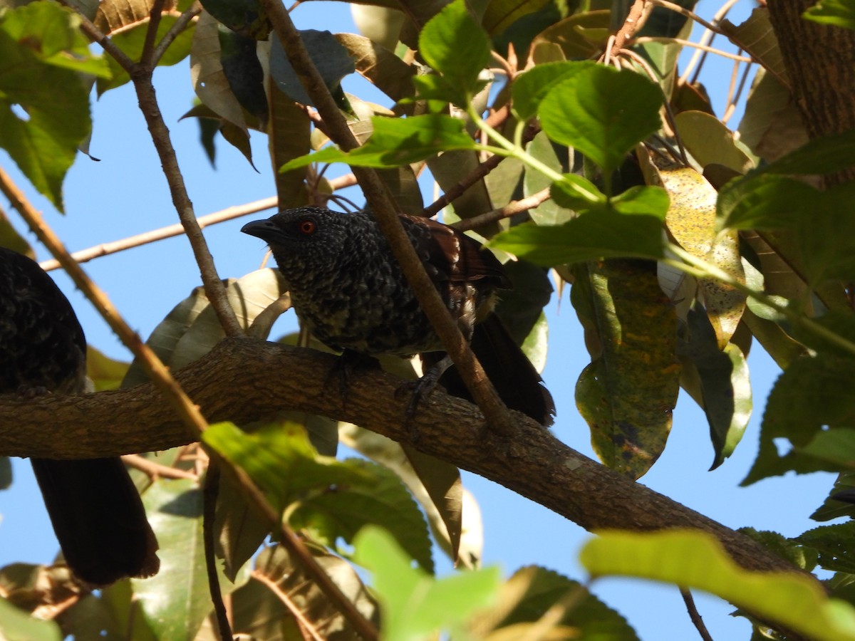 Hinde's Pied-Babbler - ML623071875