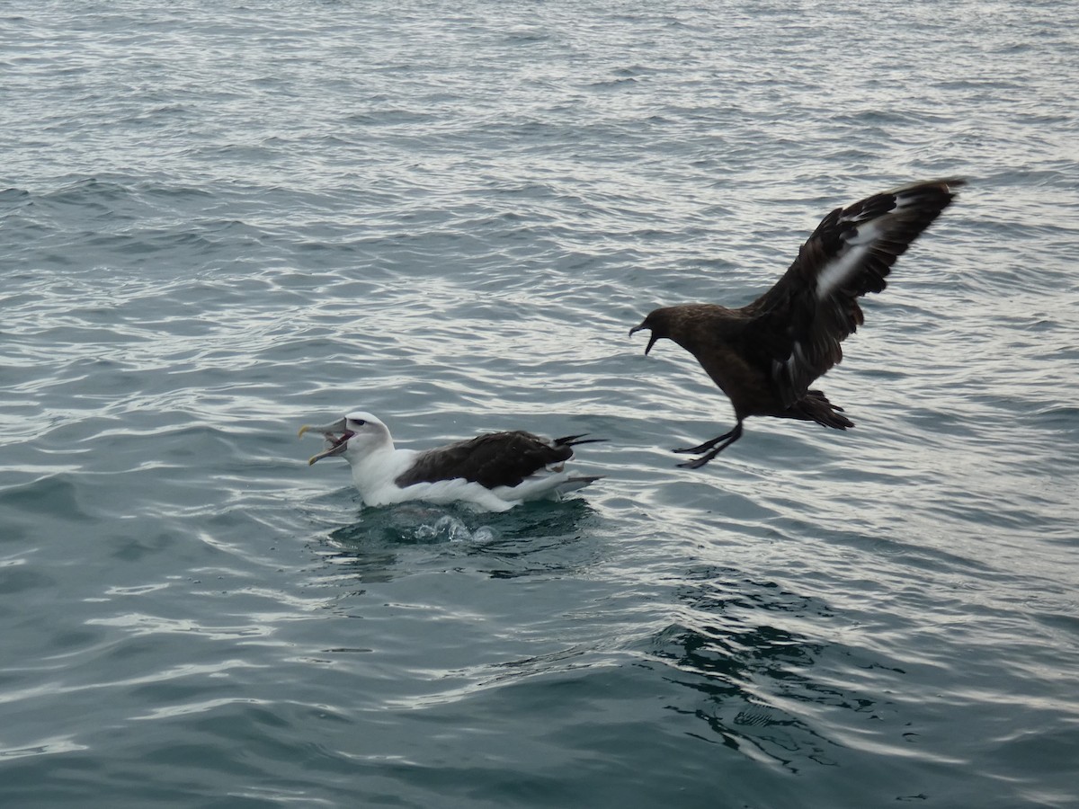 White-capped Albatross - ML623071889