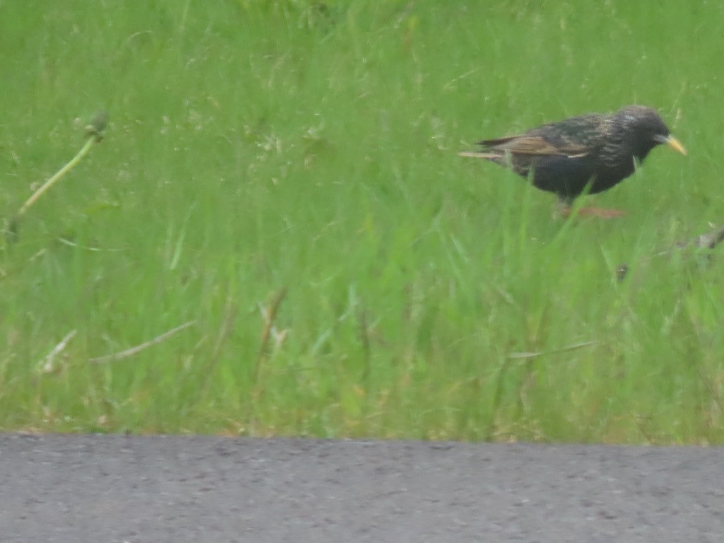 European Starling - ML623071892