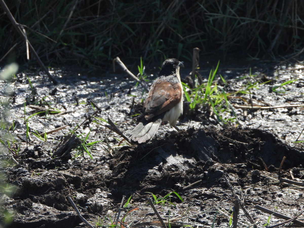 Coppery-tailed Coucal - ML623071904