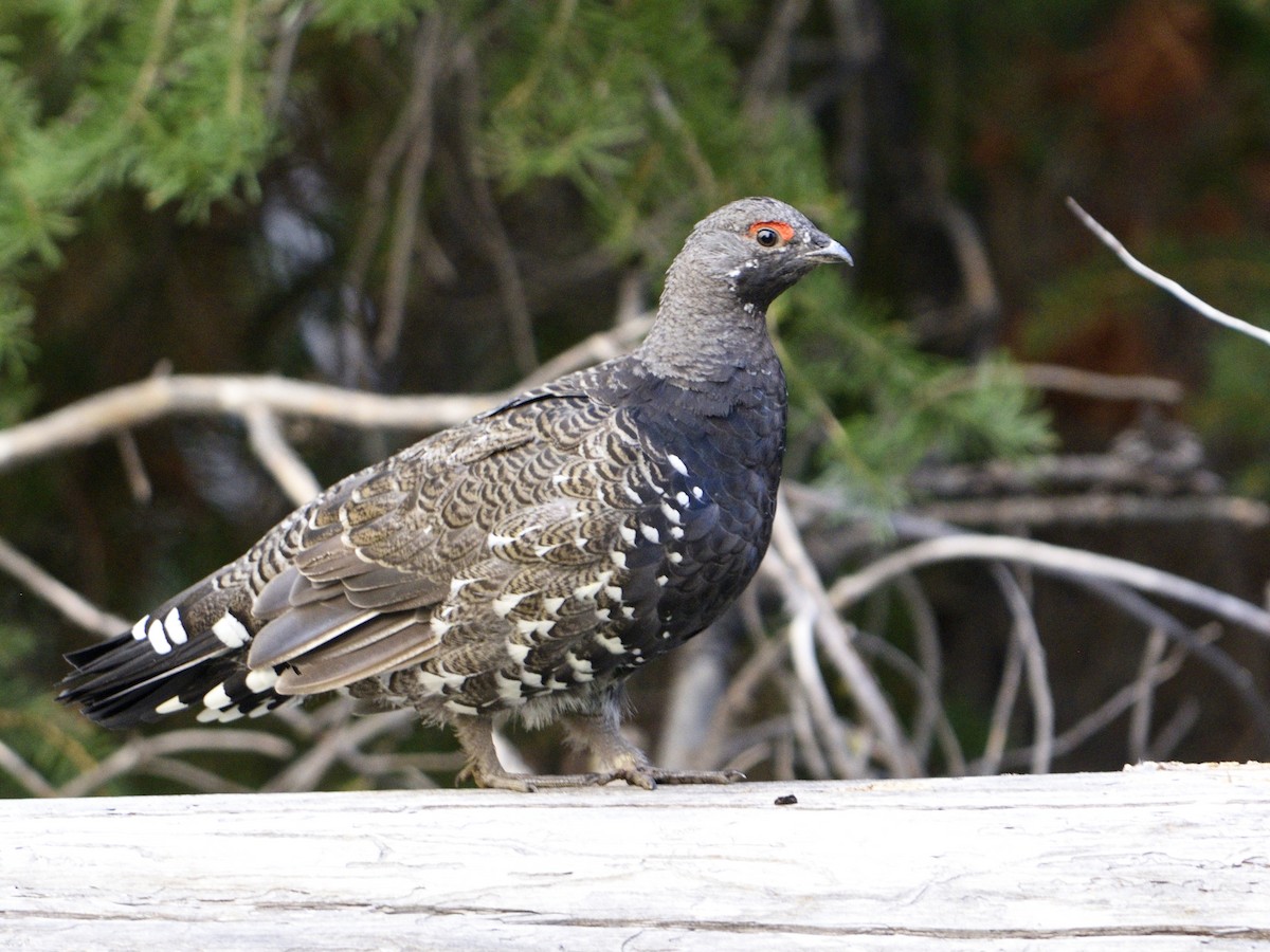 Spruce Grouse (Franklin's) - ML623071906