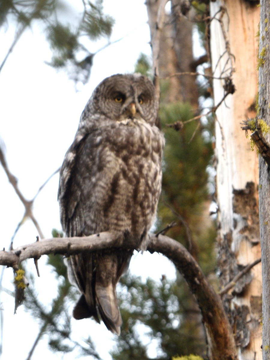 Great Gray Owl - ML623071915