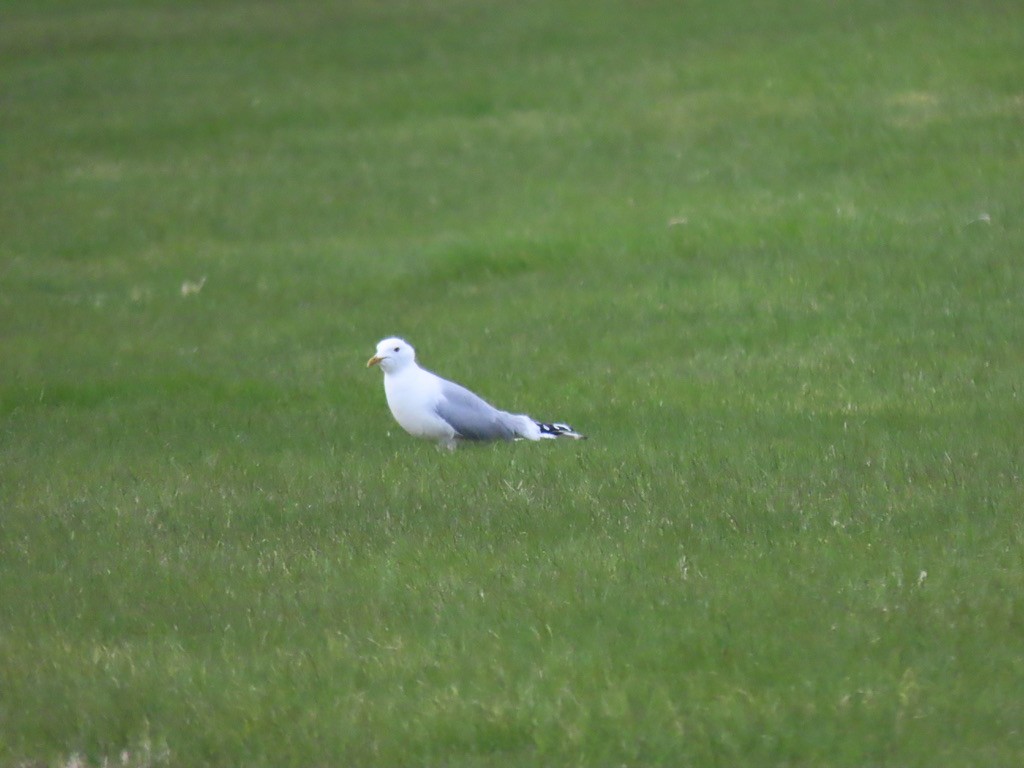 Common Gull - ML623071953