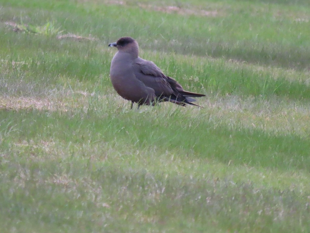 Parasitic Jaeger - ML623071969