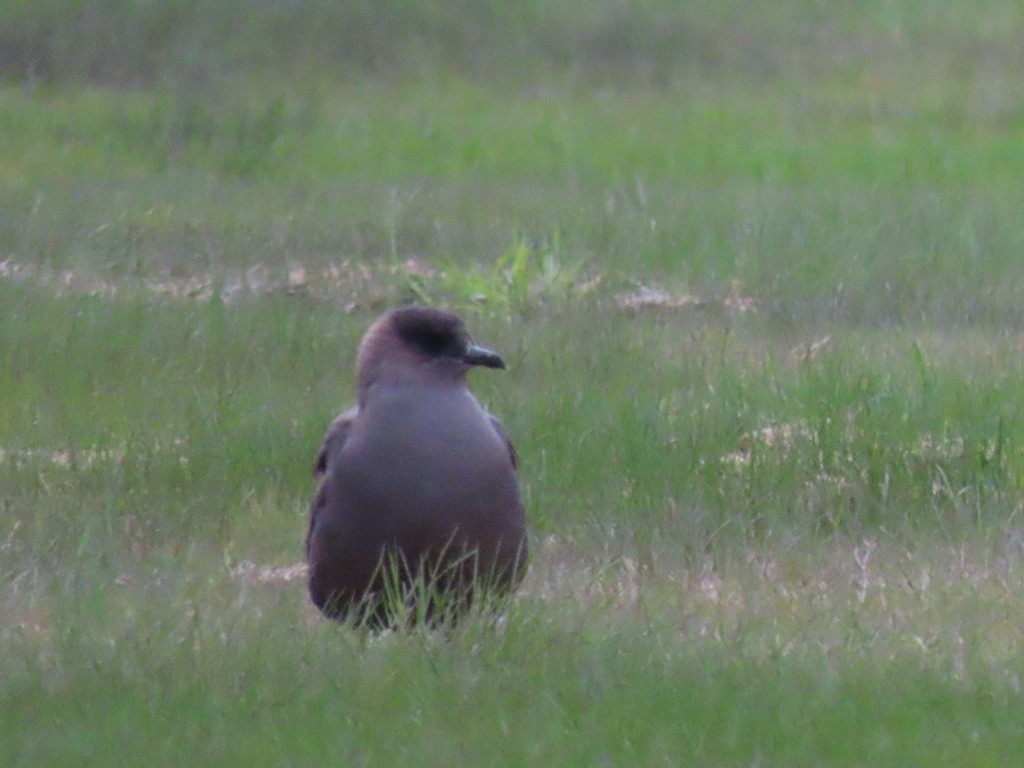 Parasitic Jaeger - ML623071970