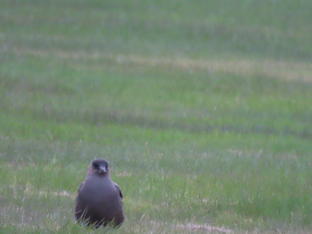 Parasitic Jaeger - ML623071973