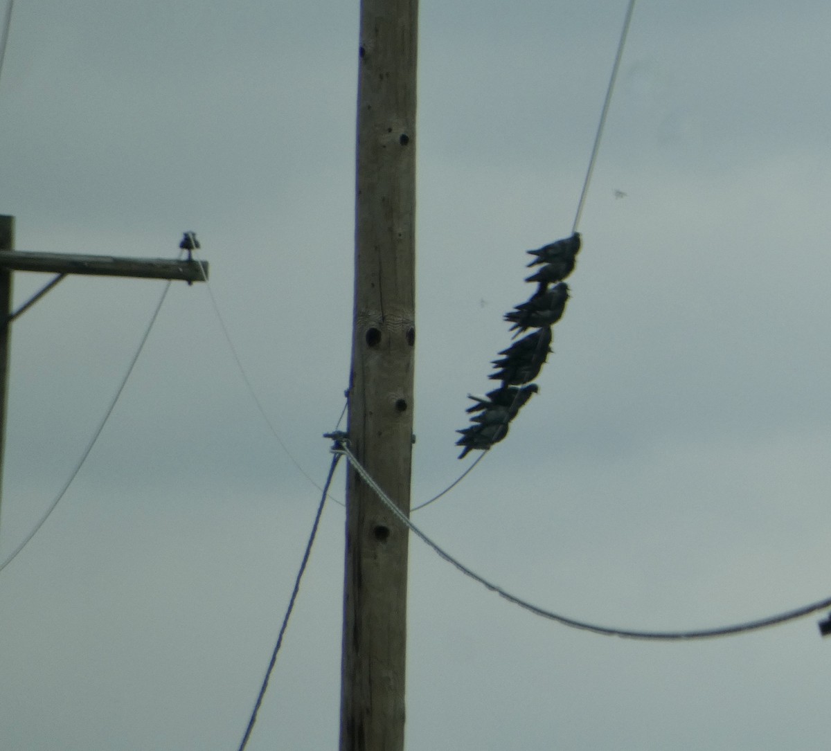 Rock Pigeon (Feral Pigeon) - ML623071975