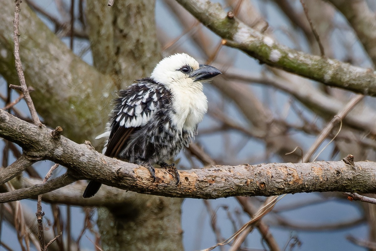 White-headed Barbet - ML623071986