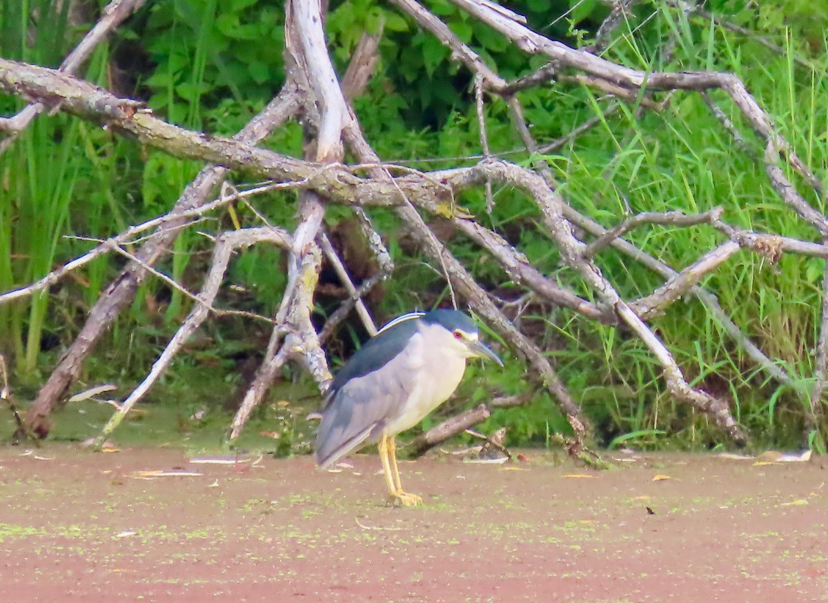 Black-crowned Night Heron - ML623072036