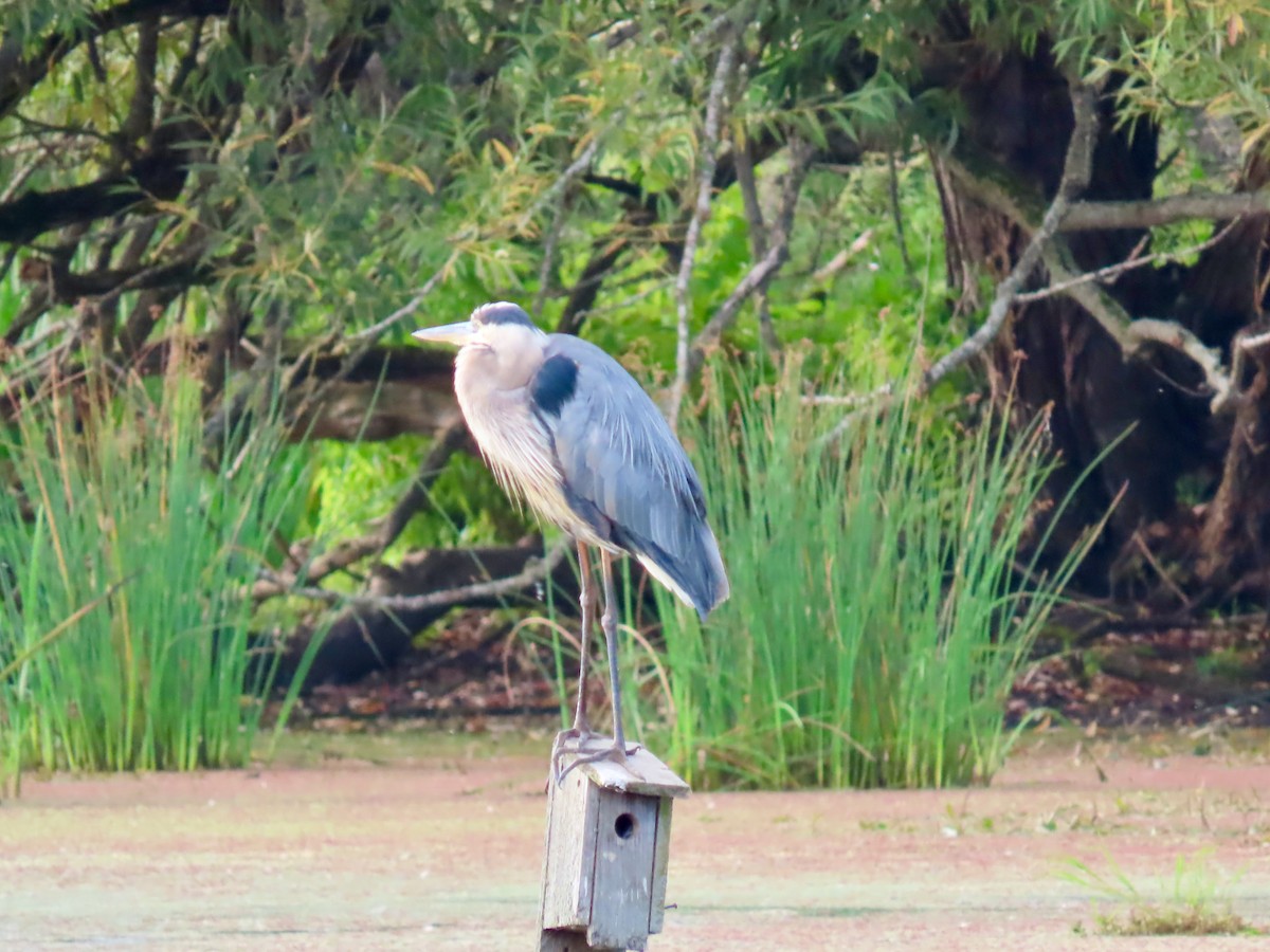 Great Blue Heron - ML623072044