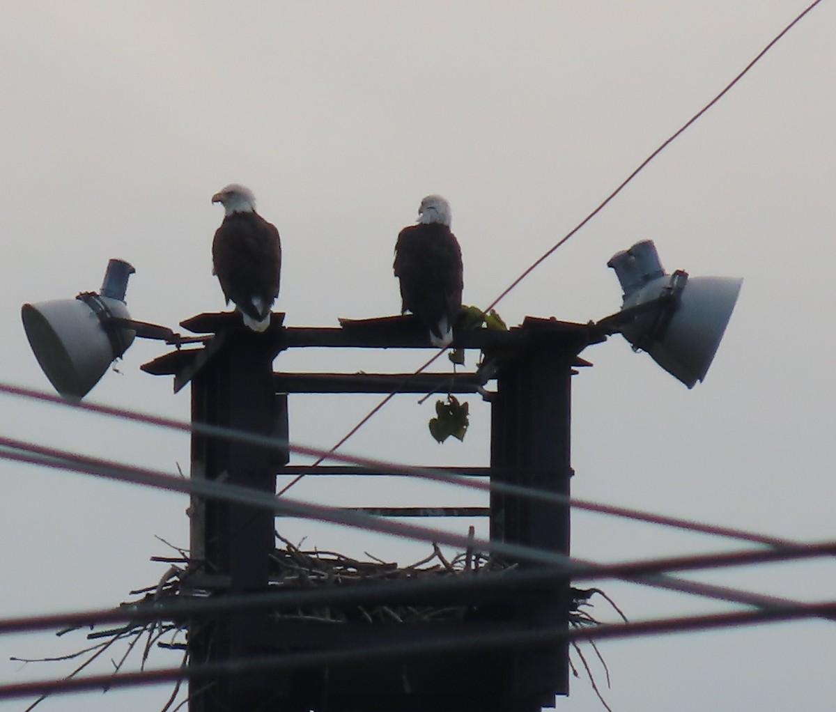 Bald Eagle - ML623072052