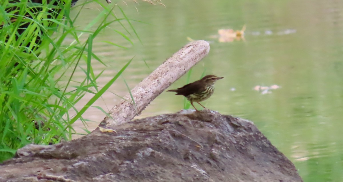 Northern Waterthrush - ML623072056