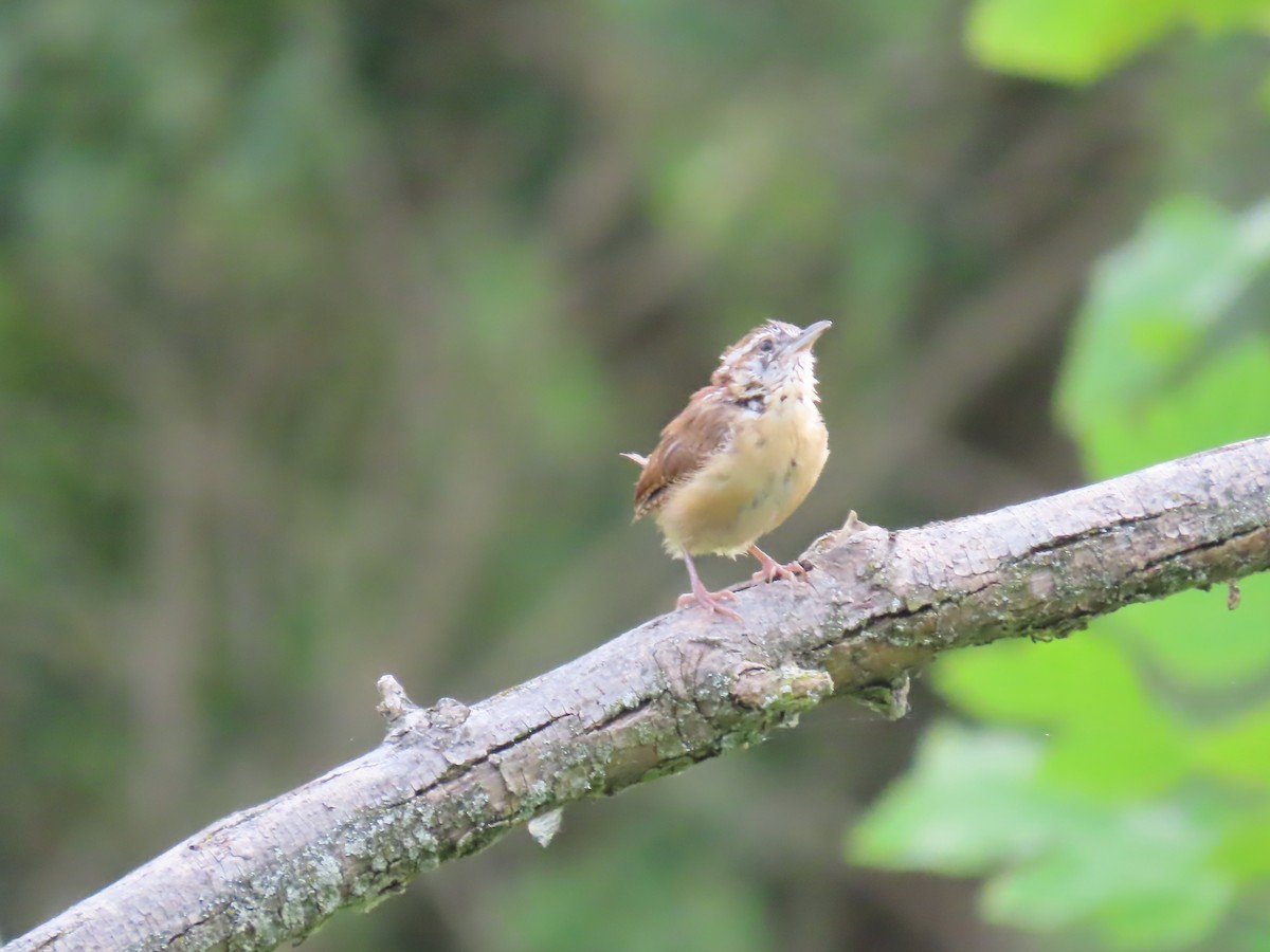 Carolina Wren - ML623072072