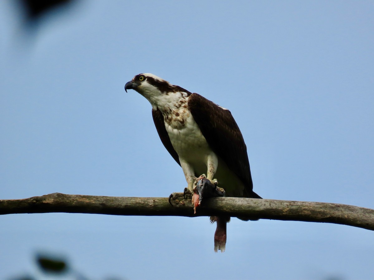 Osprey - ML623072076