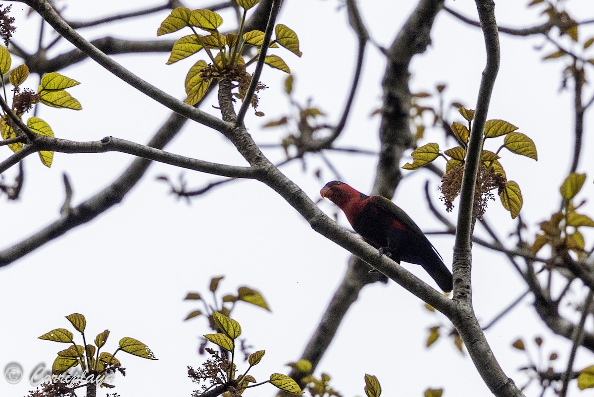 Black-capped Lory - ML623072127