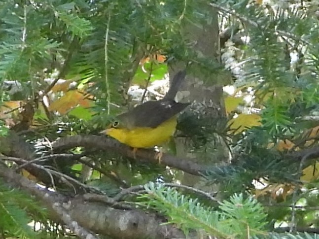 Canada Warbler - ML623072154