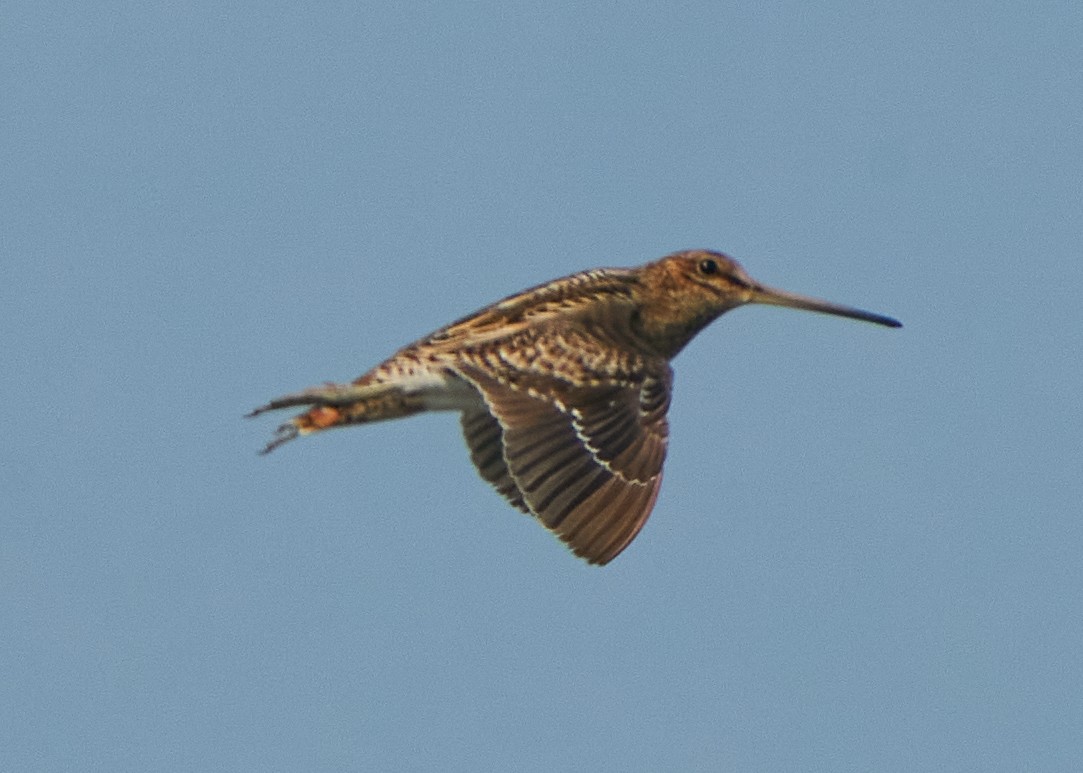 Pin-tailed Snipe - ML623072173