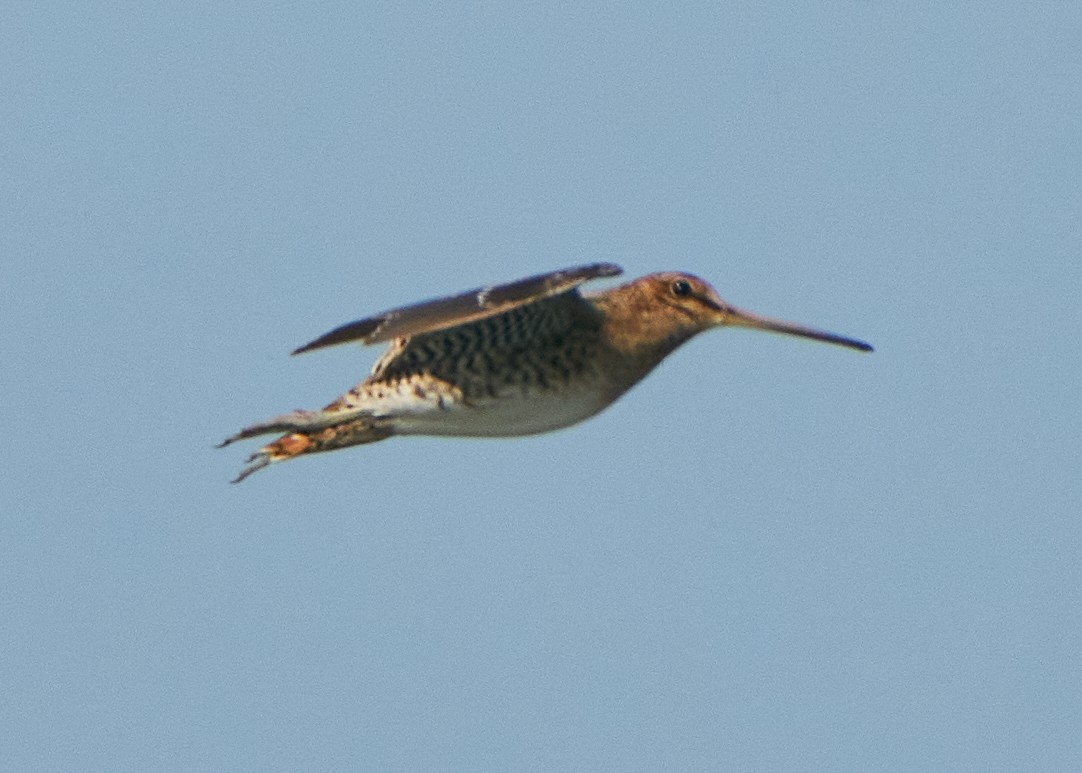 Pin-tailed Snipe - ML623072174