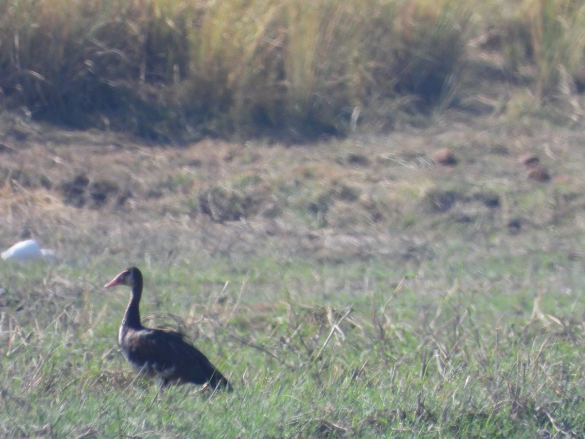 White-faced Whistling-Duck - ML623072279