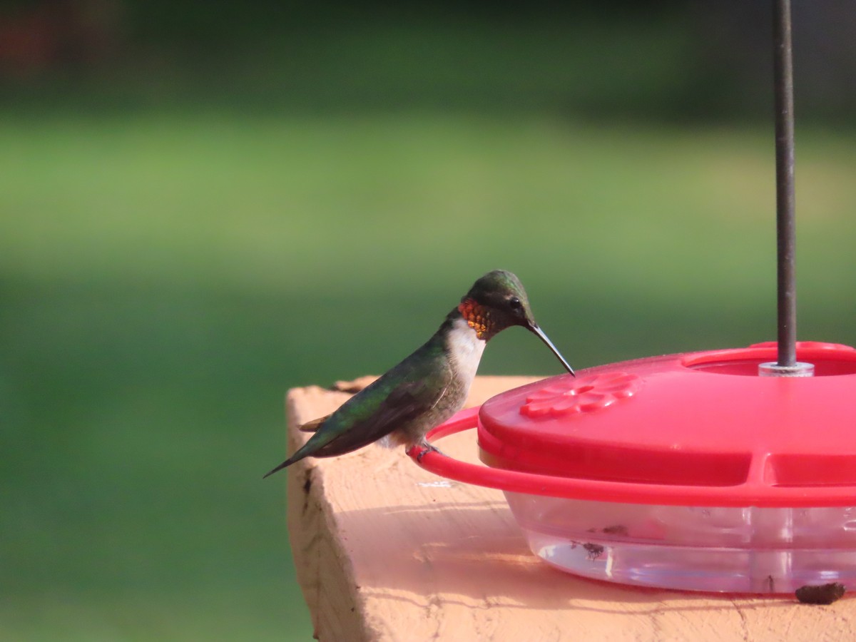 Ruby-throated Hummingbird - ML623072297