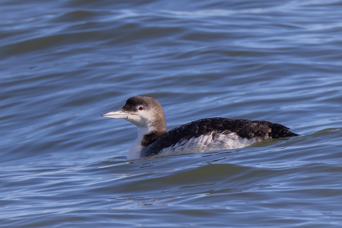 Common Loon - ML623072303