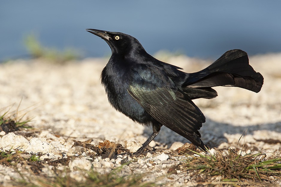 Greater Antillean Grackle - ML623072313