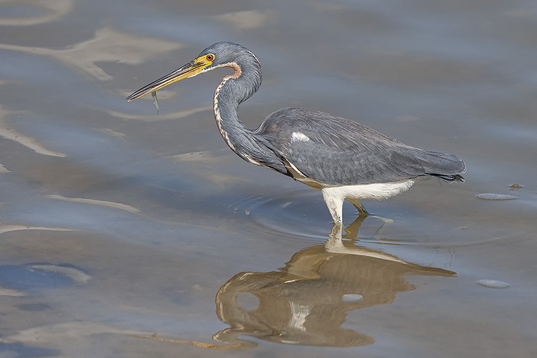 Tricolored Heron - ML623072495