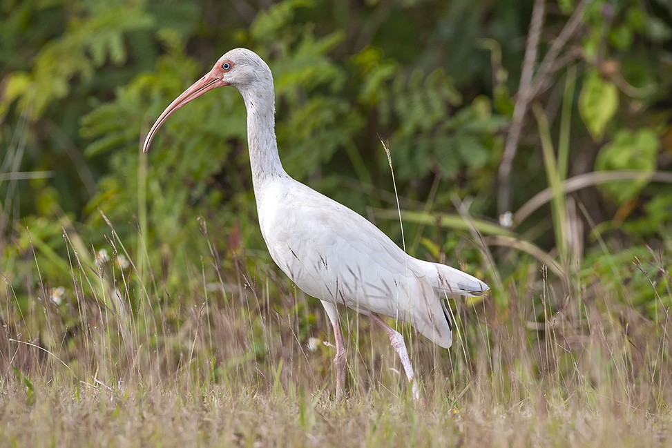 White Ibis - Giovanni Conca