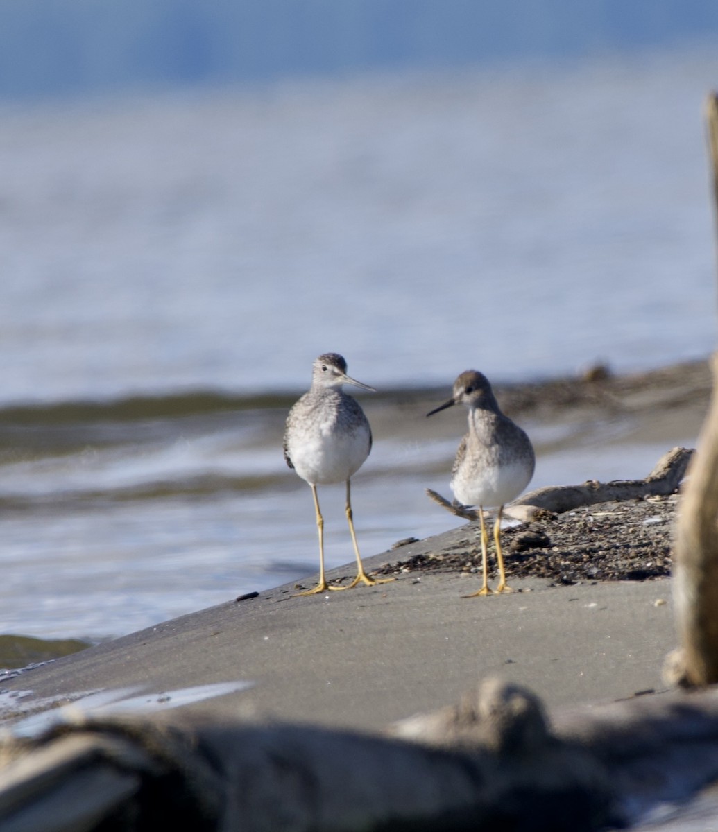 Lesser Yellowlegs - Clem Nilan