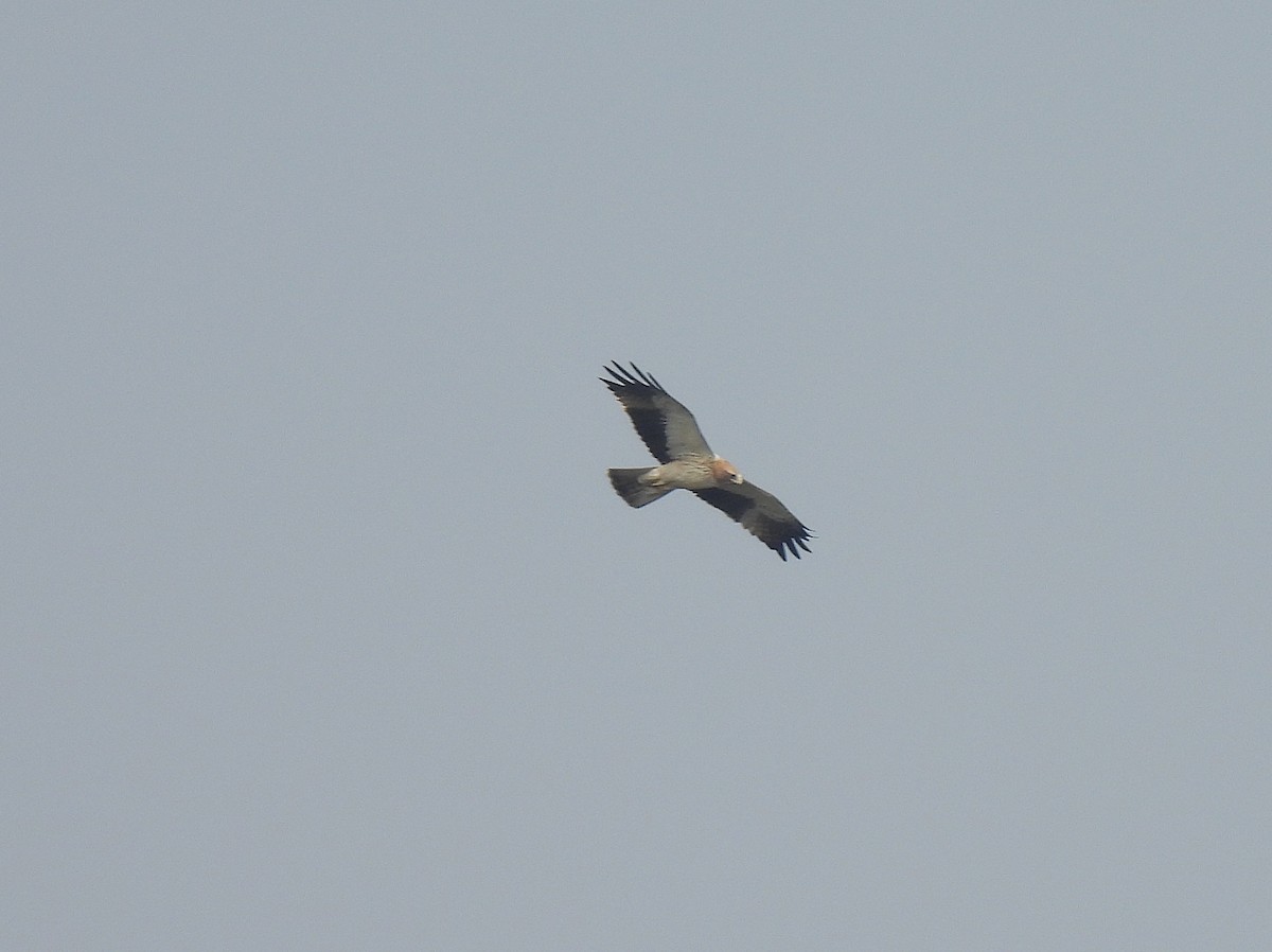 Águila Calzada - ML623072756