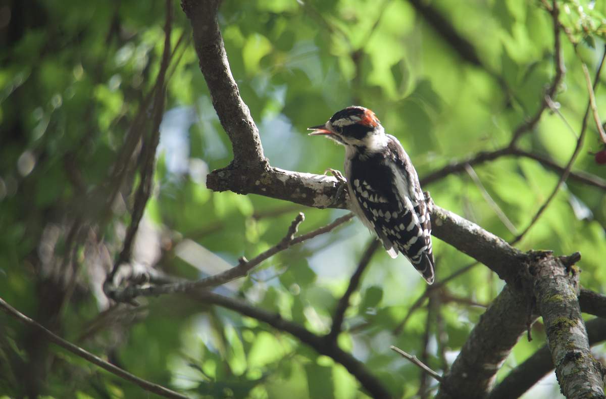 Downy Woodpecker - ML623072757