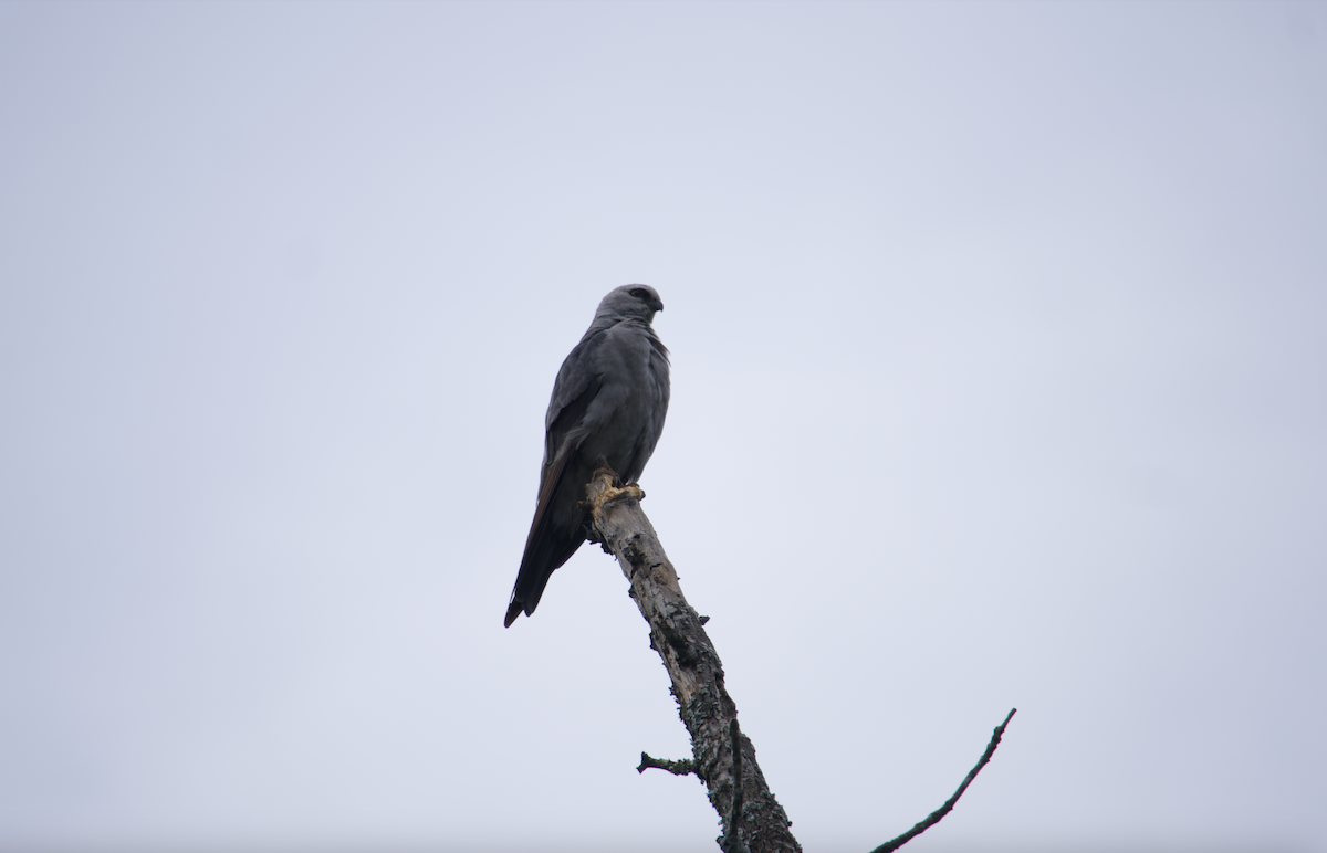 Mississippi Kite - Evan Farese