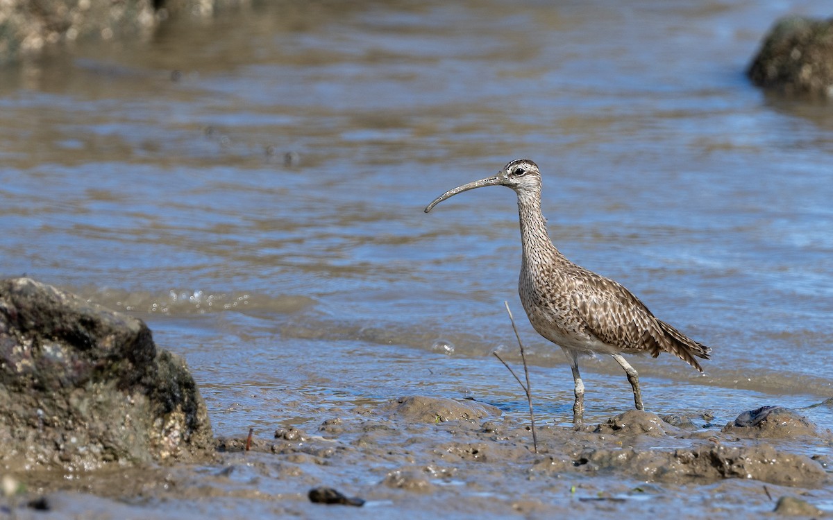 Whimbrel (Hudsonian) - Serge Horellou