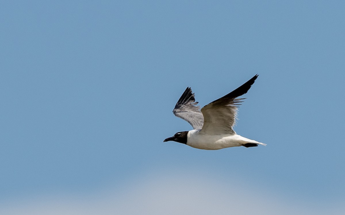 Laughing Gull - Serge Horellou