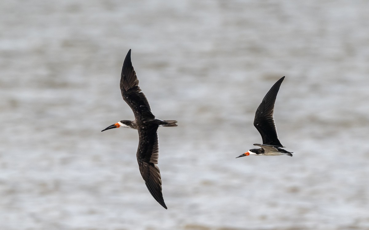 Black Skimmer - Serge Horellou