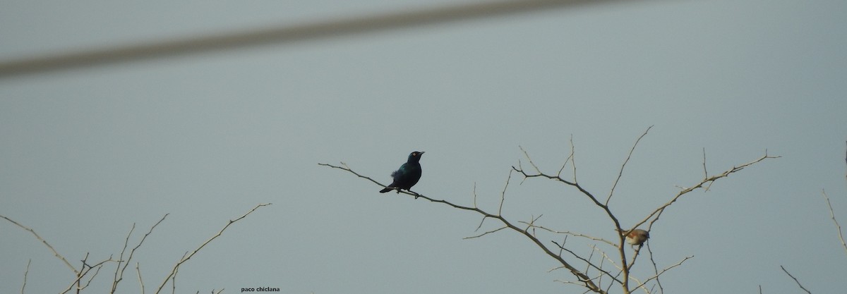 Greater Blue-eared Starling - ML623072921