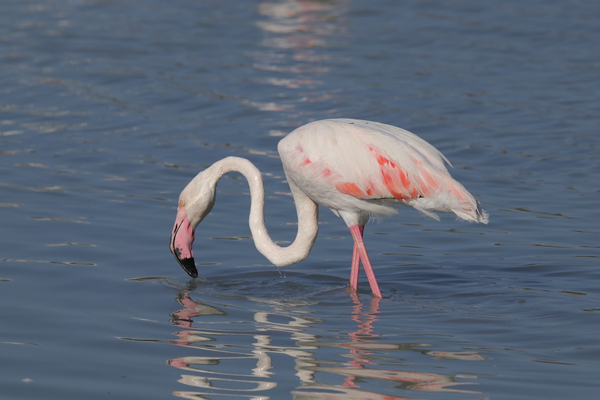 Greater Flamingo - ML623072960